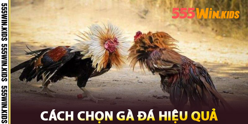 Đá Gà 555WIN – Đấu Trường Kịch Tính Cho Các Kê Thủ 3 Cách Chọn Gà Đá Hiệu Quả